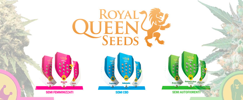 Royal Queen Seeds 